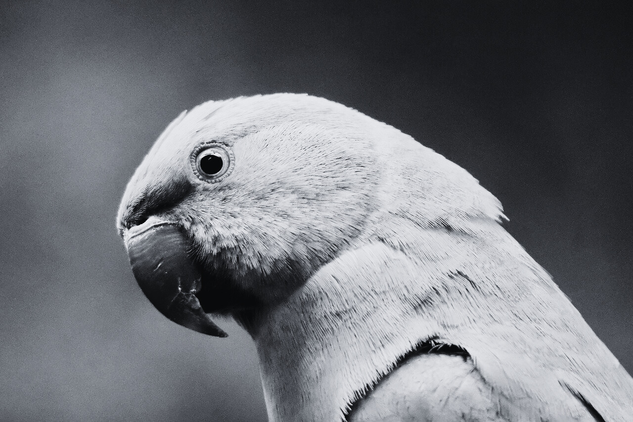 Cómo aprovechar las redes de contactos para el crecimiento empresarial